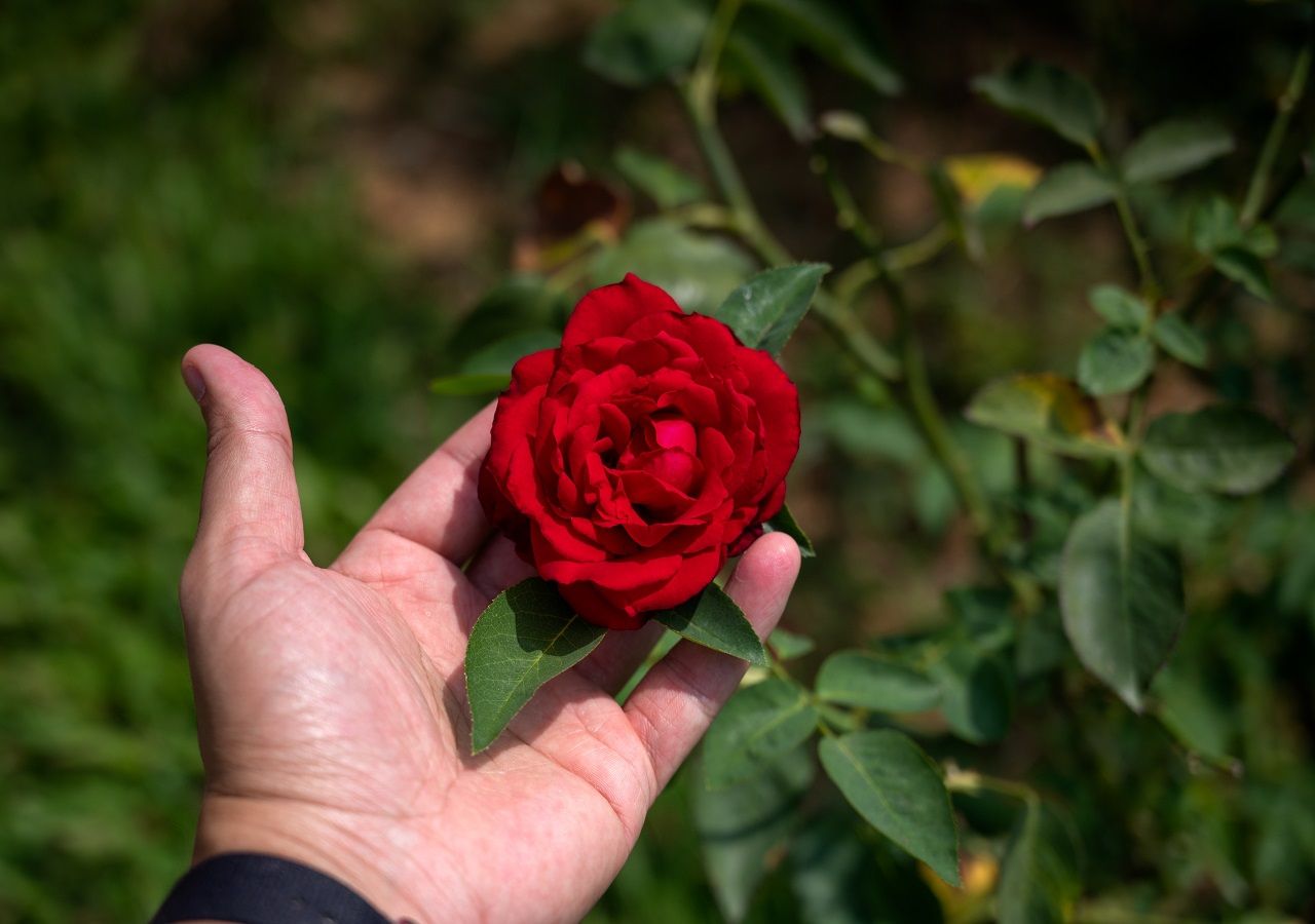 Study finds plants can sense when touch starts and stops