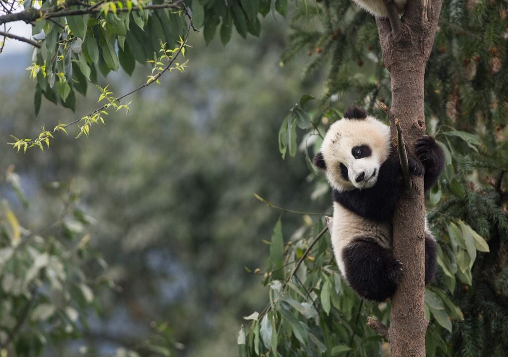 Study Solves Mystery Of How Giant Pandas Became Vegetarian