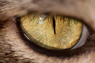 Estudo revela a origem ancestral da cor dos olhos dos gatos selvagens, que remonta a 30 milhões de anos