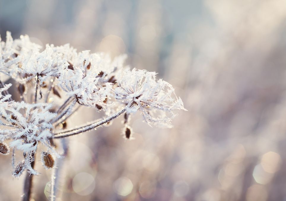 Frosty seed heads