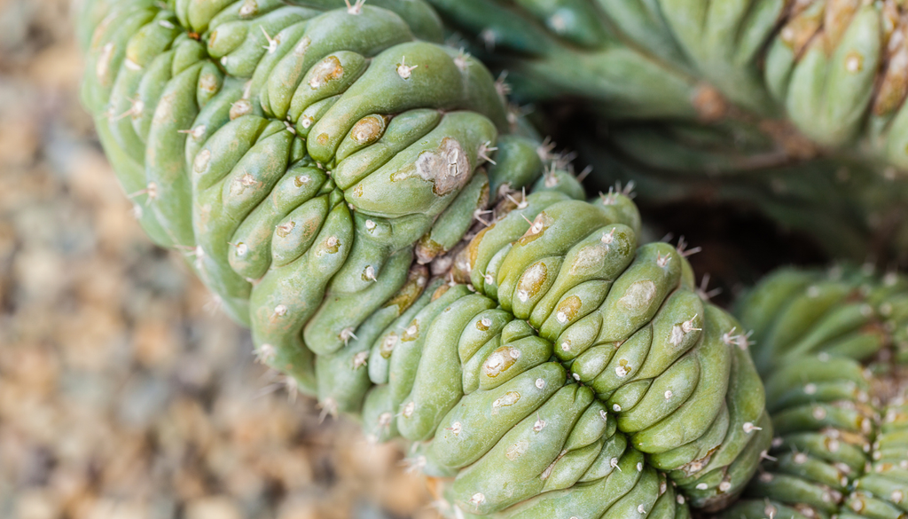 Estas formas aparecen cuando el crecimiento se desordena y la planta empieza a expandirse en crestas en lugar de seguir una forma regular. Estas formas aparecen cuando el crecimiento se desordena y la planta empieza a expandirse en crestas en lugar de seguir una forma regular.