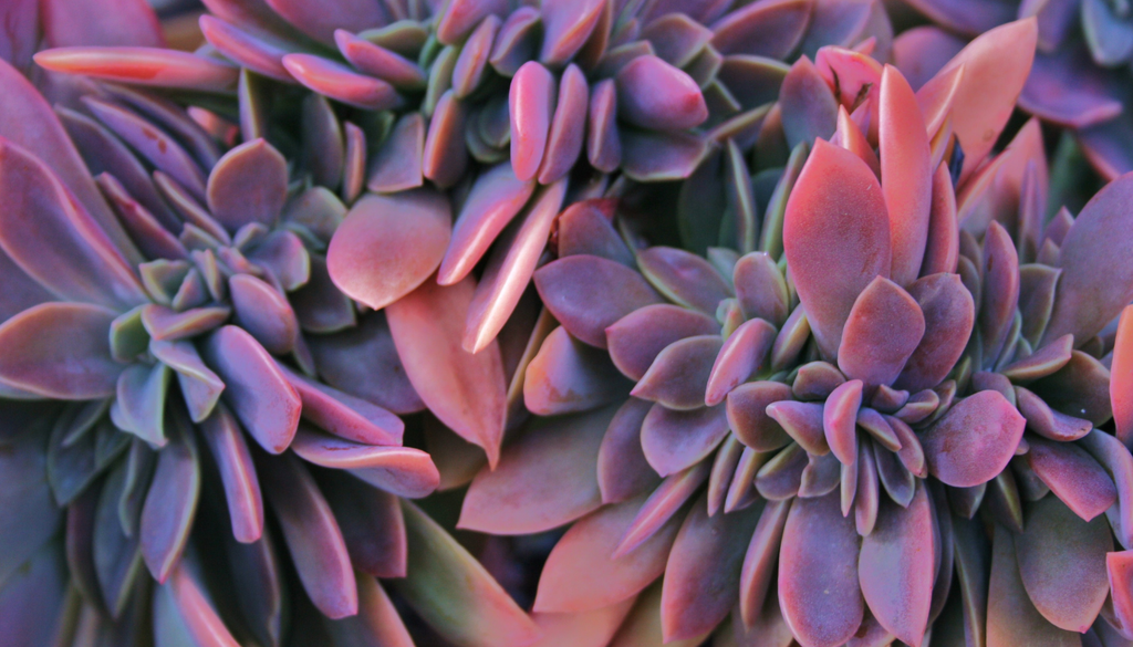 Las suculentas crestadas también pueden aparecer en especies de hojas carnosas, donde los brotes se agrupan y crean formas muy compactas. Las suculentas crestadas también pueden aparecer en especies de hojas carnosas, donde los brotes se agrupan y crean formas muy compactas.