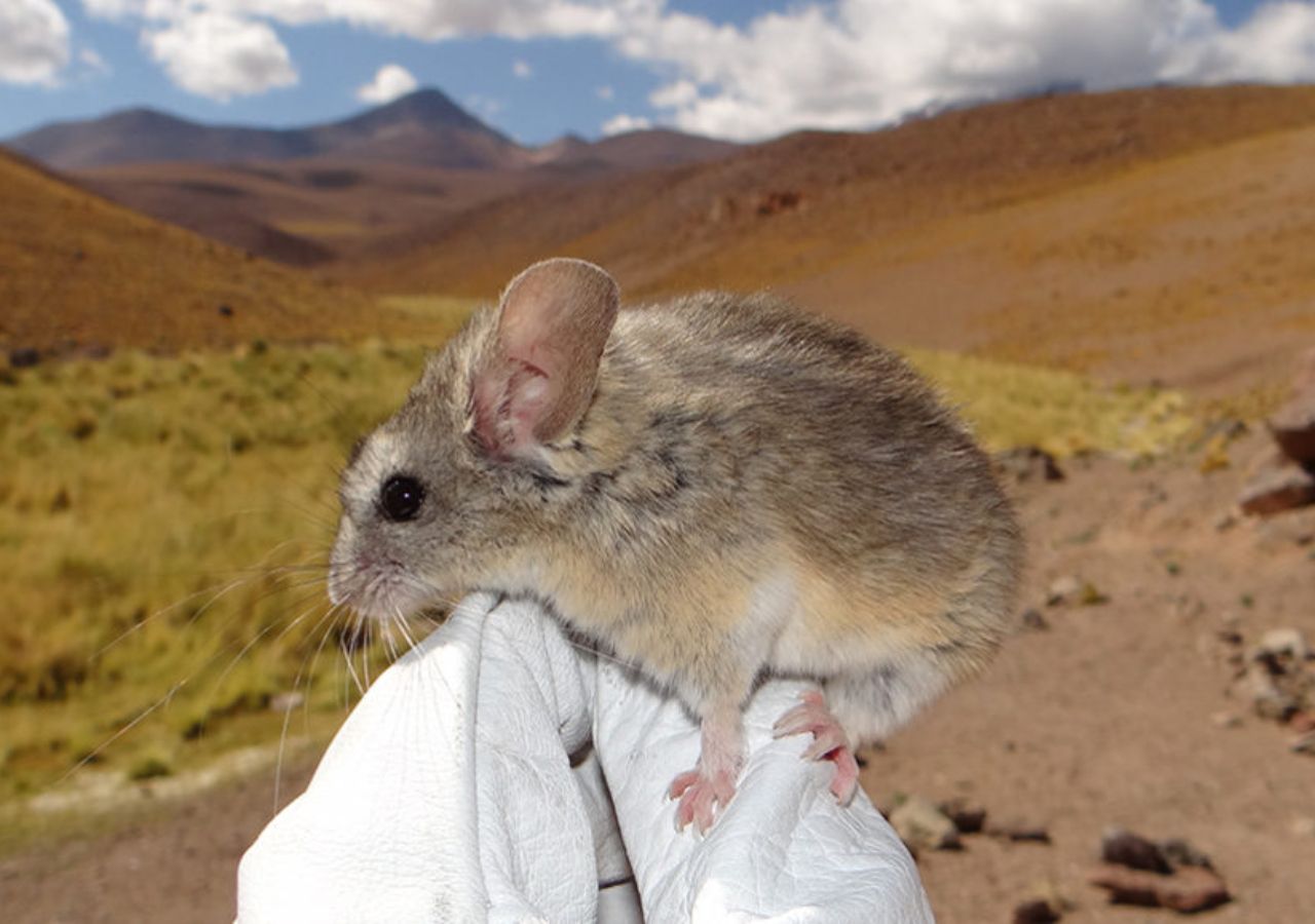 ¡Increíble! Han encontrado un mamífero que