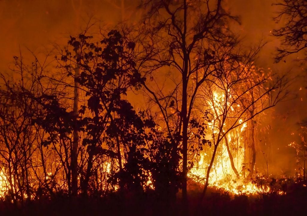 Incendio forestal