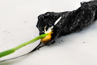 Los investigadores desarrollan un 'suelo electrónico' que mejora el crecimiento de los cultivos: eSoil