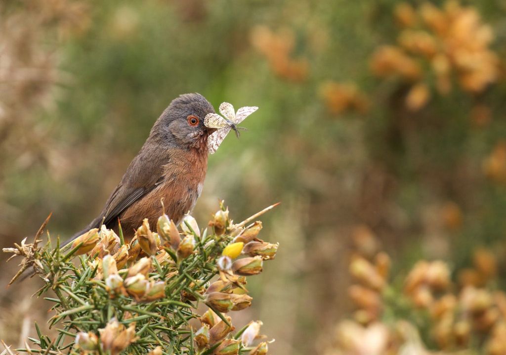 The Dartford Warbler - Dunwich Heath is home to these rare birds ©National Trust Images Martin Bennett