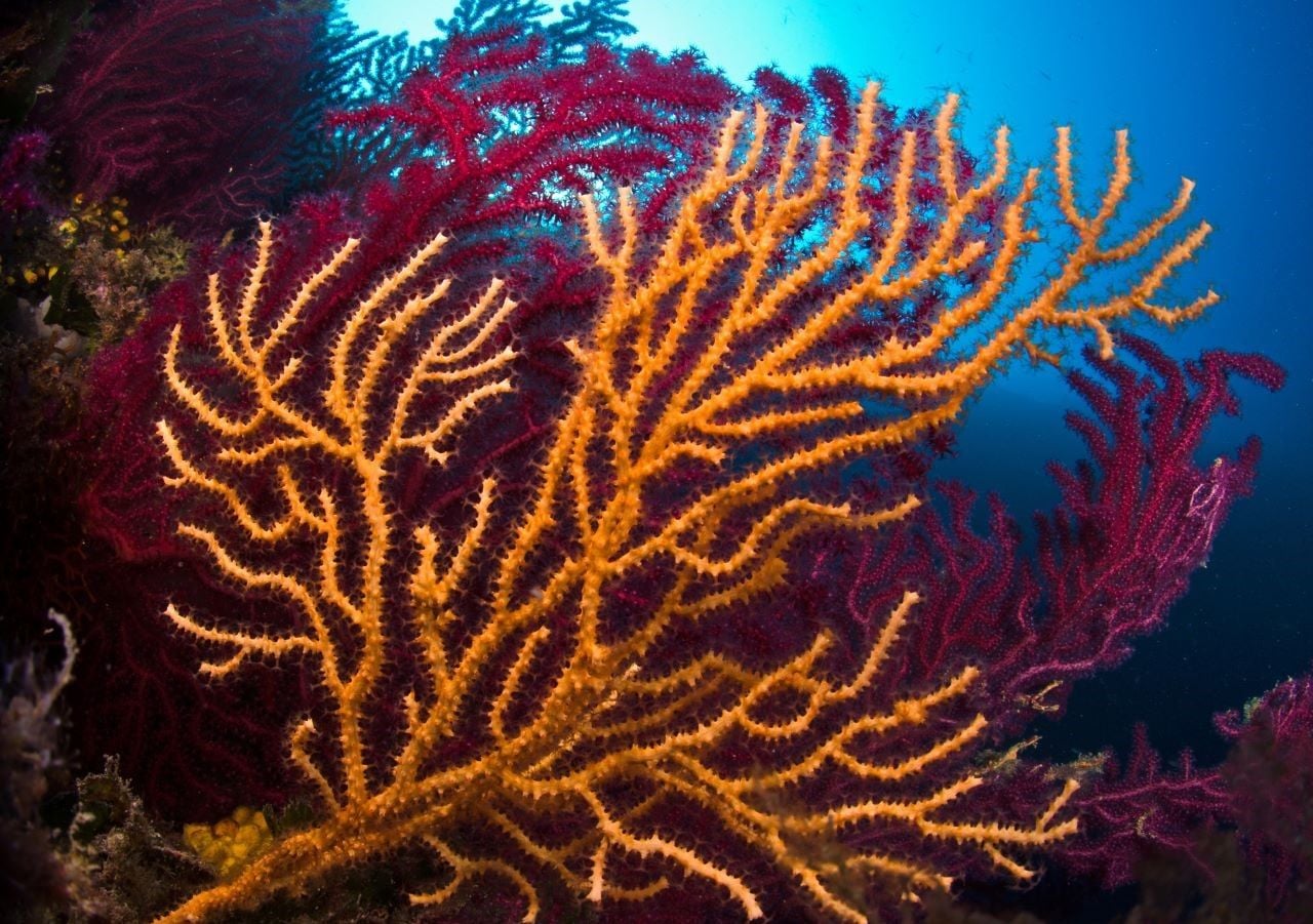 La colonia si trova su fondali rocciosi scoscesi, fra i 50 e i 110 metri di profondità. Proprio qui chi fa immersioni va ad ammirare scenari davvero inusuali, che richiamano i paesaggi dei mari tropicali.