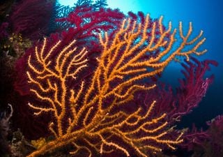 Sui fondali della Calabria c'è la più grande foresta di corallo nero della Terra