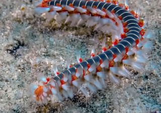 Nei mari del Sud scatta l'allarme vermocane, a rischio il delicato ecosistema del Mediterraneo