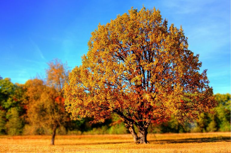 automne automne