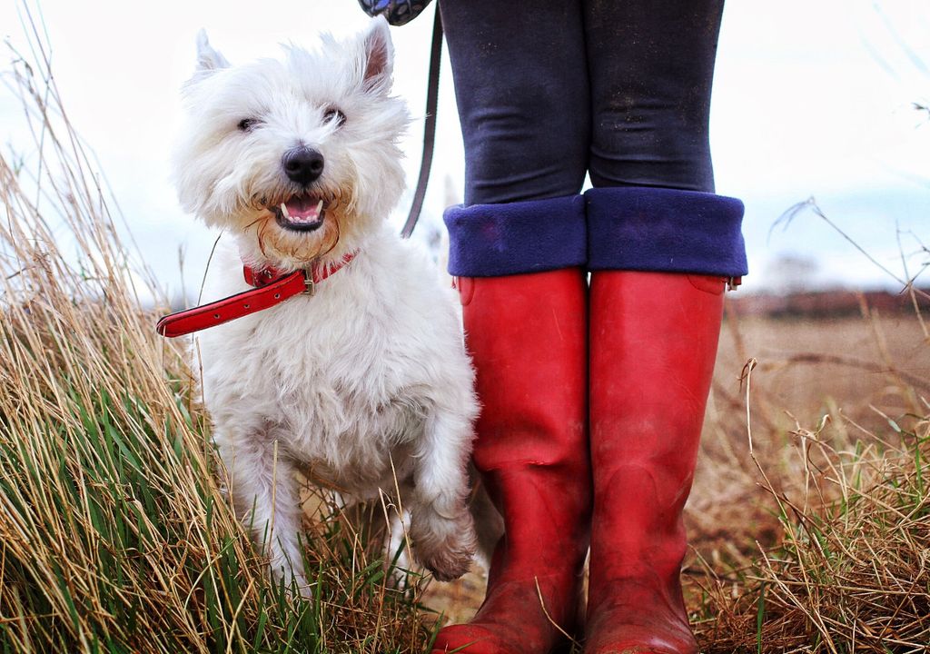 Dog walking in wellies