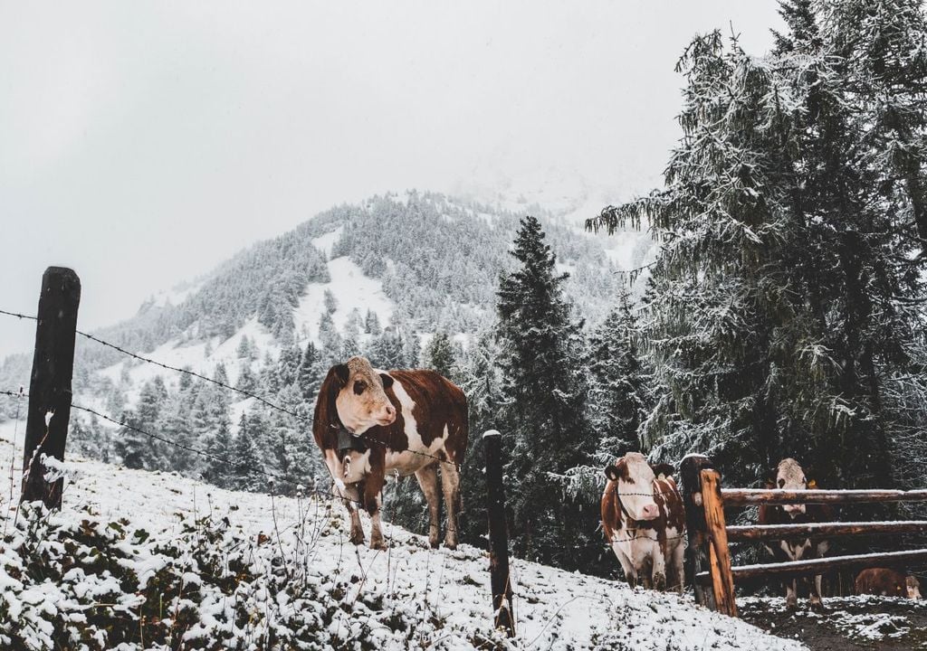 Bekommen die Alpen bald eine fette und weiße Überraschung?