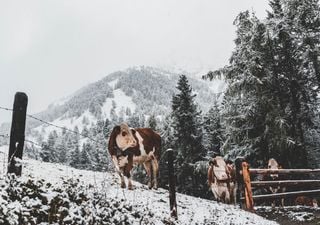 Super-El-Niño 2026: Kommt der erste Schnee schon im Oktober? Meteorologe stellt klar: „So einfach ist das nicht