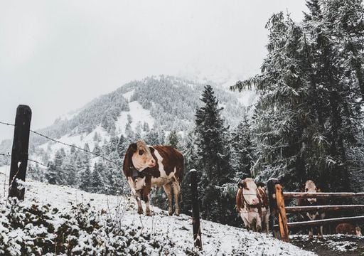 Super-El-Ni&ntilde;o 2026: Kommt der erste Schnee schon im Oktober? Meteorologe stellt klar: &bdquo;So einfach ist das nicht"