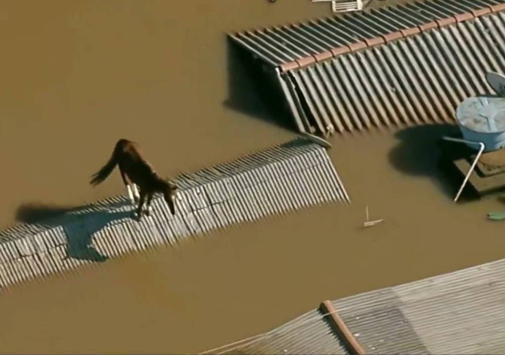Símbolo do evento: o cavalo Caramelo ficou 4 dias ilhado em um telhado em Canoas/RS. Créditos: Reprodução/TV Globo.