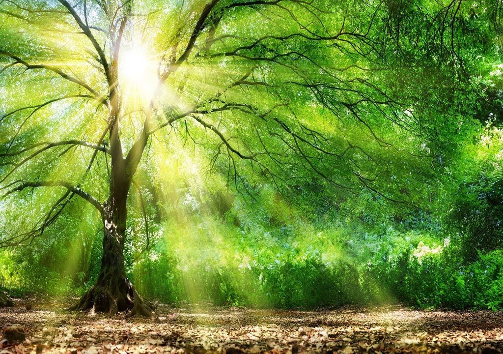 Les arbres ont la capacité d'absorber le dioxyde de carbone. S'ils sont génétiquement modifiés pour être des « super arbres » : suffiront-ils à contrôler l'effet de serre ?