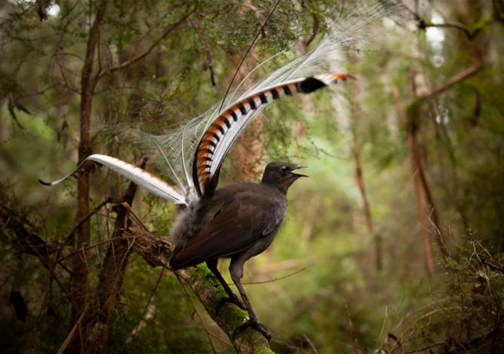 Lyrebird