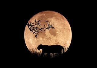 Luna llena de octubre o superluna del cazador: fecha y hora de este espectáculo mágico