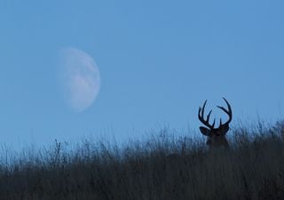 Superluna, lluvia de estrellas y otras sorpresas cósmicas en julio