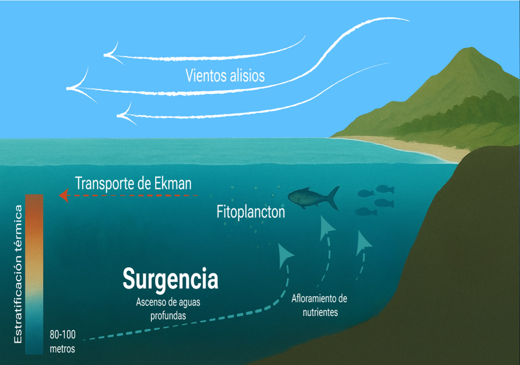 Esquema del proceso de surgencia costera, donde los vientos y el Transporte de Ekman permiten el ascenso de aguas profundas ricas en nutrientes. Crédito: CEMarin. Esquema del proceso de surgencia costera, donde los vientos y el Transporte de Ekman permiten el ascenso de aguas profundas ricas en nutrientes. Crédito: CEMarin.