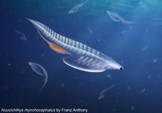 Surprise new species of Cambrian "torpedo-shaped" animal from the American Great Basin described