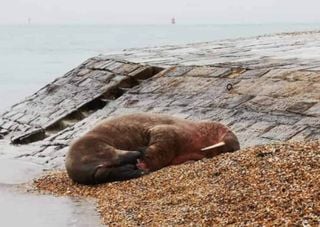 Surprise! Walrus appears on Hampshire beach