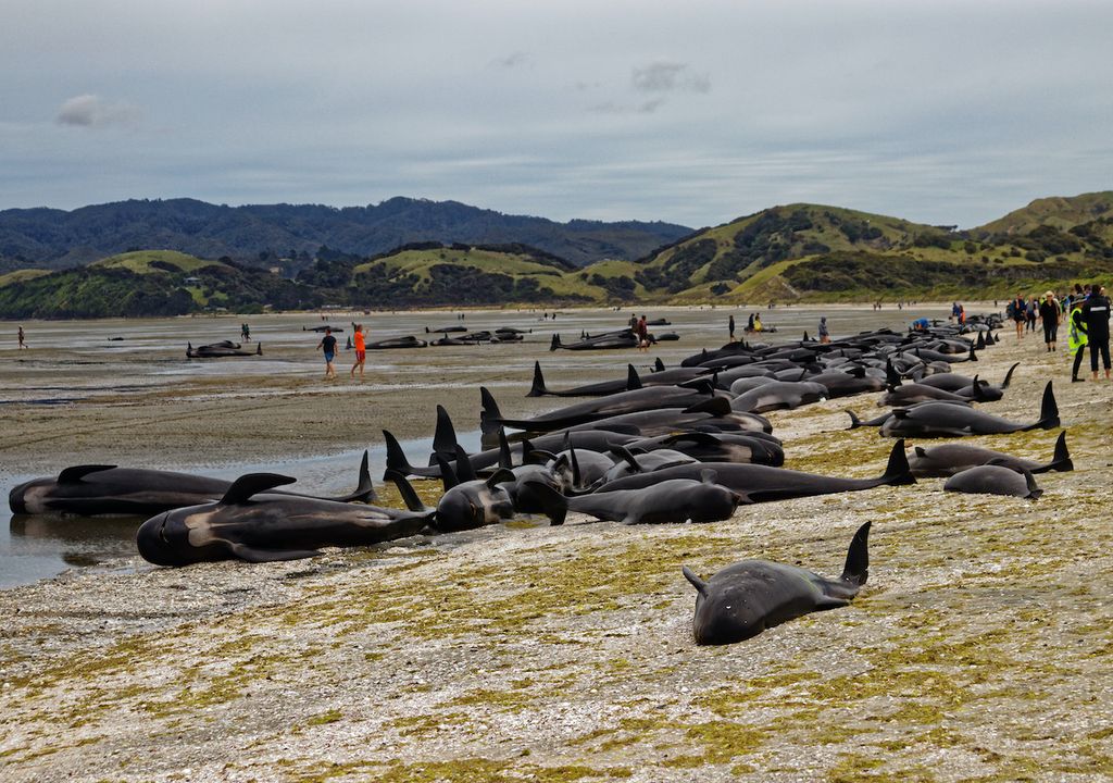 Ballenas piloto varadas en Nueva Zelanda