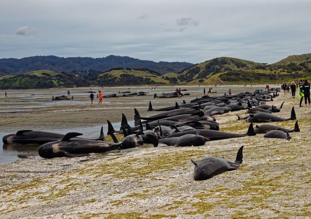 New Zealand.