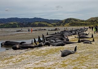 Survivors released after worst whale stranding in Tasmania's history