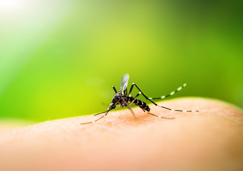 dengue dengue