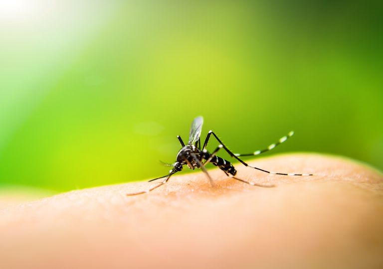 dengue dengue