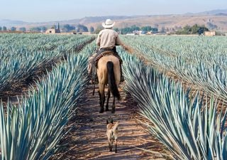 El tequila sostenible podría apoyar al agave azul y a los murciélagos de México si se le dieran incentivos financieros