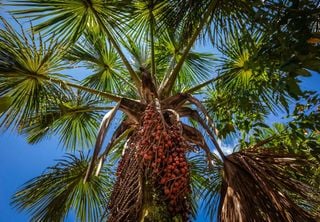 Sustentabilidade: bioespuma de buritizeiro da Amazônia como uma alternativa ao isopor