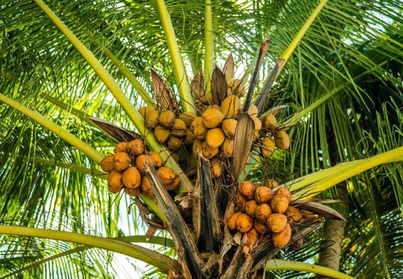 Die Macaúba-Palme (Acrocomia aculeata), auch bekannt als Macaíba, Bocaiúva und Dendê Mineiro. Credit: Shutterstock.