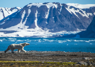 Svalbard em Degelo: Evidências de um Novo Inverno Ártico