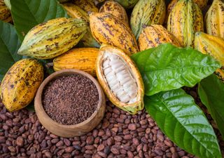 El gel de cacao podría sustituir al azúcar para hacer un chocolate más sostenible