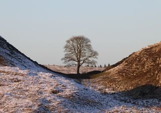 Sycamore Gap seedlings gifted to mark National Tree Week