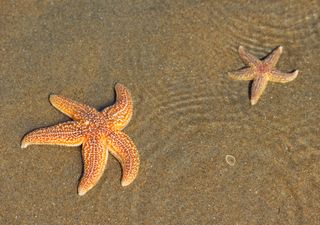 Sylter Strand als Massengrab: Wintersturm spült Tausende tote Seesterne an!