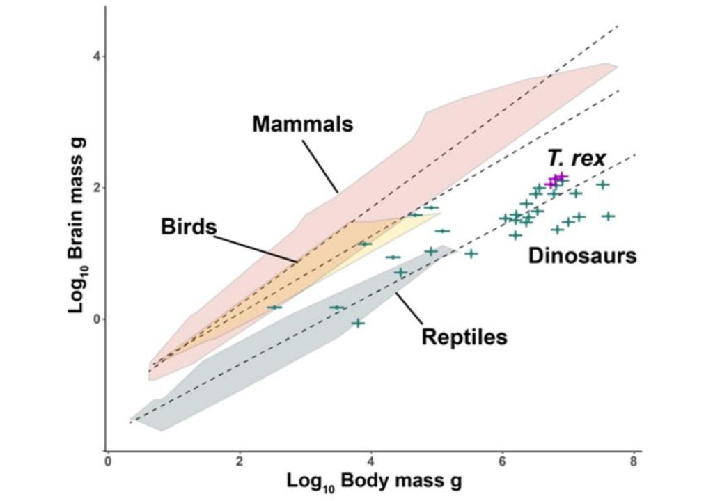 Research suggests that Tyrannosaurus rex is as intelligent as a giant crocodile