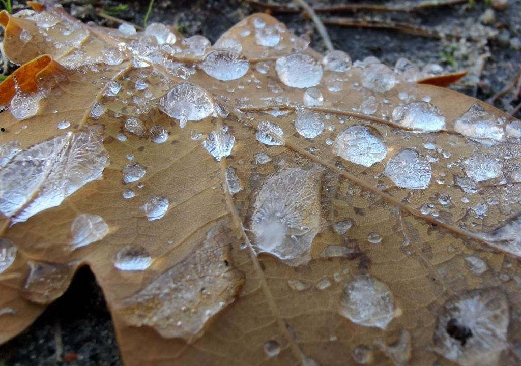 Herbst Frost Blätter Eis kalt Nacht Schon bald stehen uns verbreitet die ersten frostigen Nächte bevor, obwohl es jetzt tagsüber nochmal warm wird. Wie passt das zusammen und warum sollte man zwischen Bodenfrost und Luftfrost unterscheiden? - © Tobias Röser
