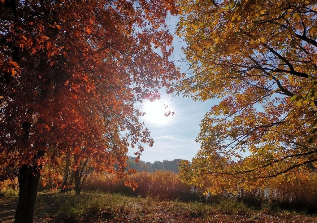 Sonne Herbst warm bunt Blätter Oktober Tagsüber wird es in den nächsten Tagen zumindest regional nochmal so aussehen. Mit zunehmender Verfärbung der Blätter wird der Oktober für viele noch einmal golden - © Tobias Röser