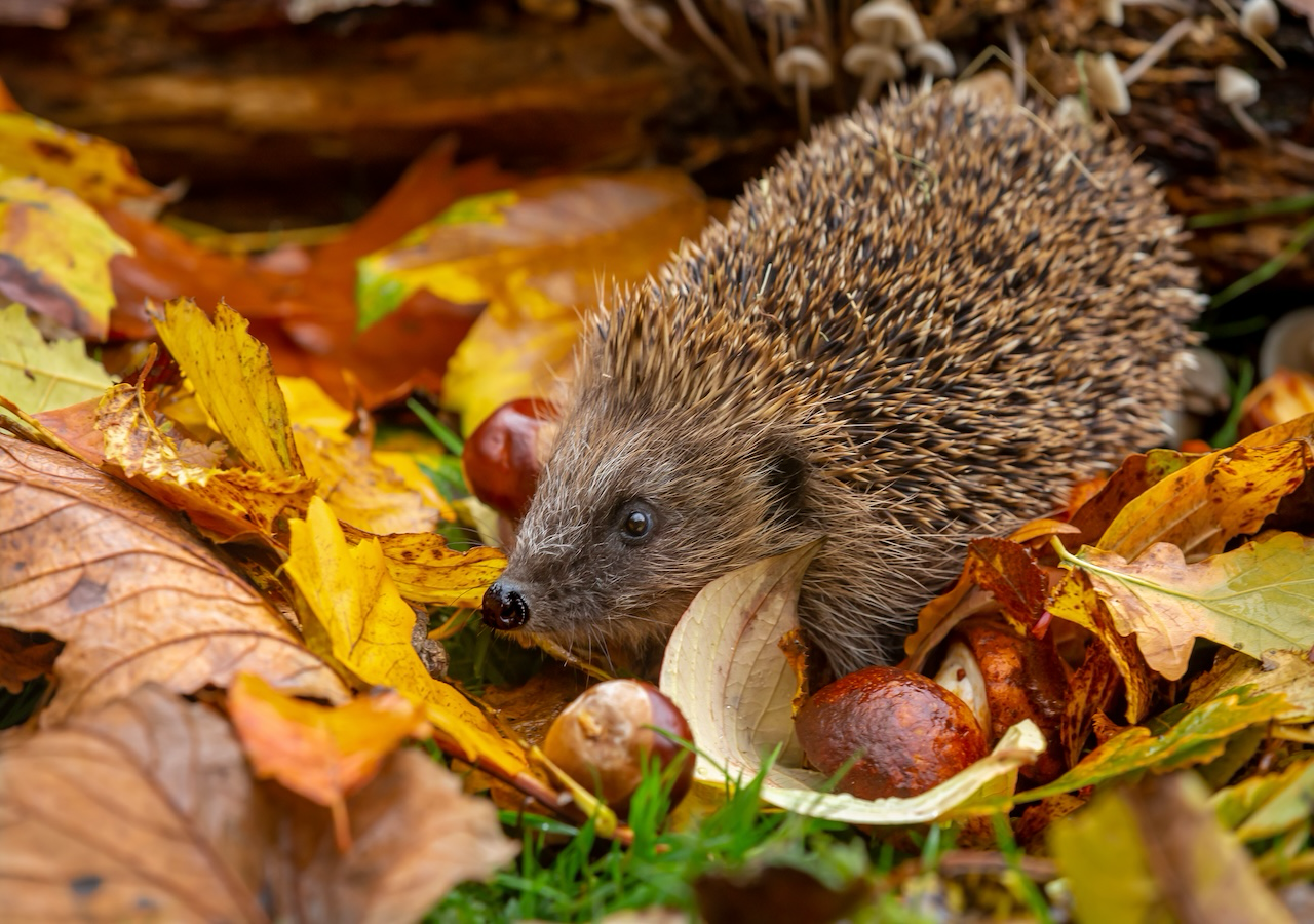 Je kälter die Witterung, desto weniger Futtertiere finden die Igel.