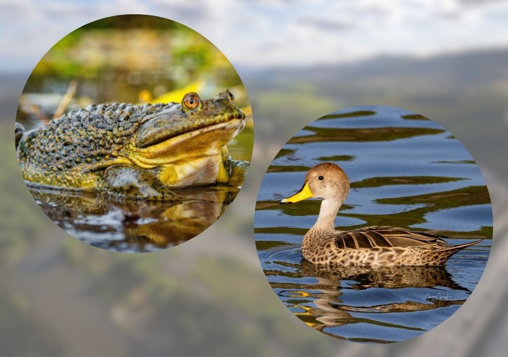 Rana chilena y pato jergón