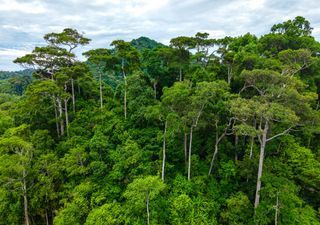 Tamanho médio das árvores na Amazónia aumenta com o aumento dos níveis de CO₂