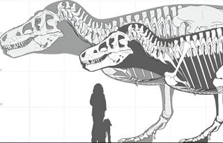 Los científicos evalúan el tamaño máximo que podrían alcanzar realmente los dinosaurios con sus fósiles actuales