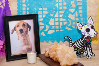 También las mascotas tienen su altar de muertos, ¿sabes cuándo se coloca? aquí te lo decimos