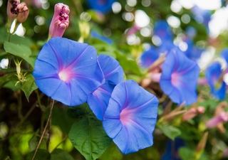 Tan bella como fácil de cuidar: la enredadera que llena de color tu jardín en julio