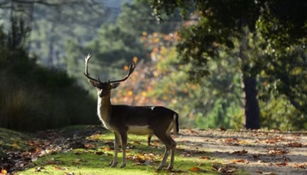 Aproveitando um ciclo natural, a Tapada Nacional promove, todas as primaveras, a Caça às Hastes para apoiar o estudo da população dos cervídeos. Foto: Tapada Nacional de Mafra