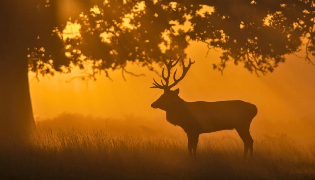 A Tapada Nacional de Mafra abriga uma população de cervídeos superior a 300 gamos e cerca de 50 veados. Foto: Tapada Nacional de Mafra