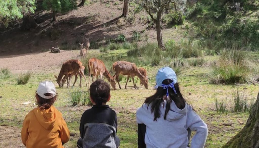 A Tapada Nacional de Mafra é um refúgio para a vida selvagem com mais de 800 hectares, protegidos por um muro que se estende ao longo de 20 km. Foto: Tapada Nacional de Mafra